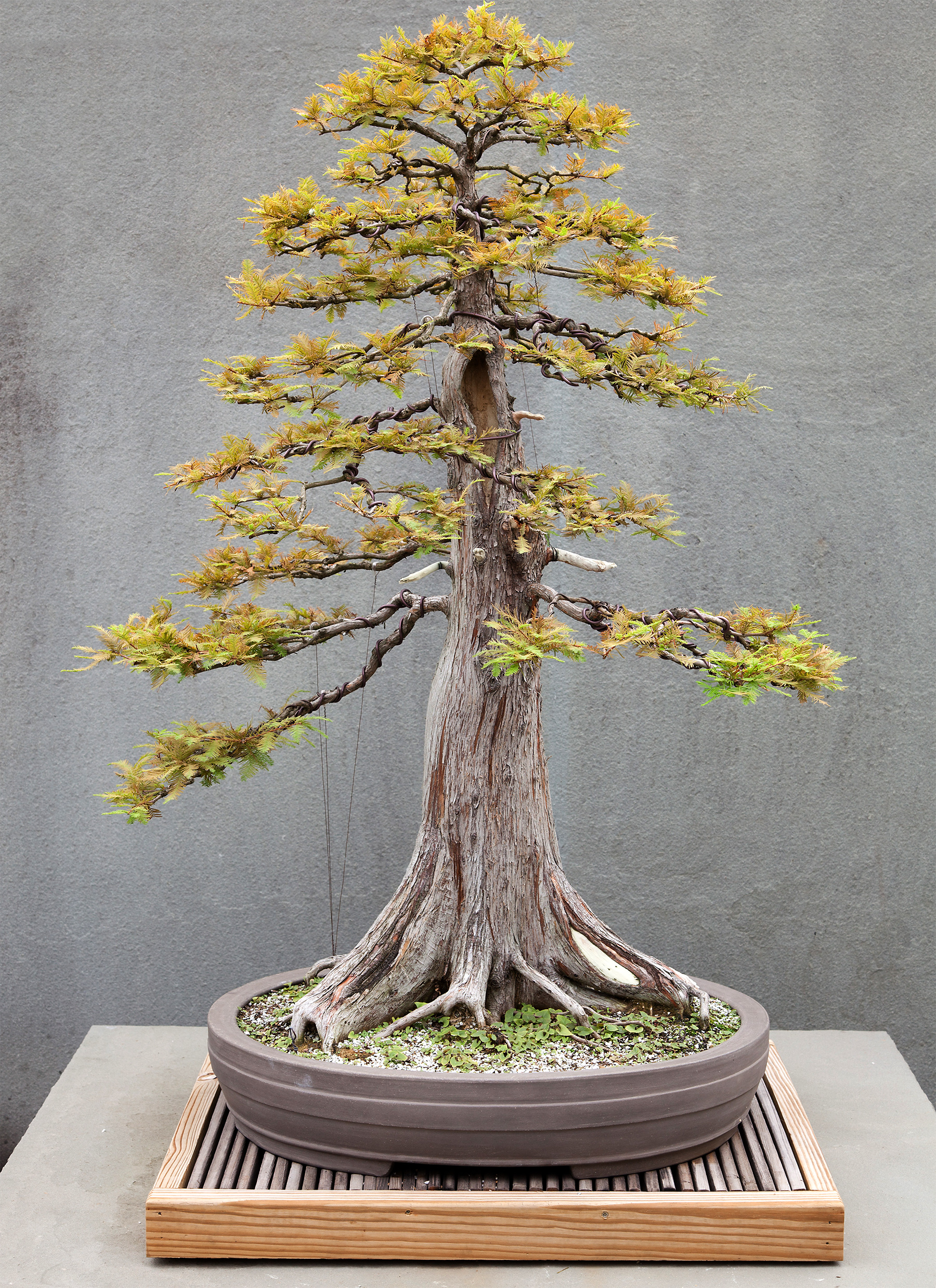 Bald-cypress