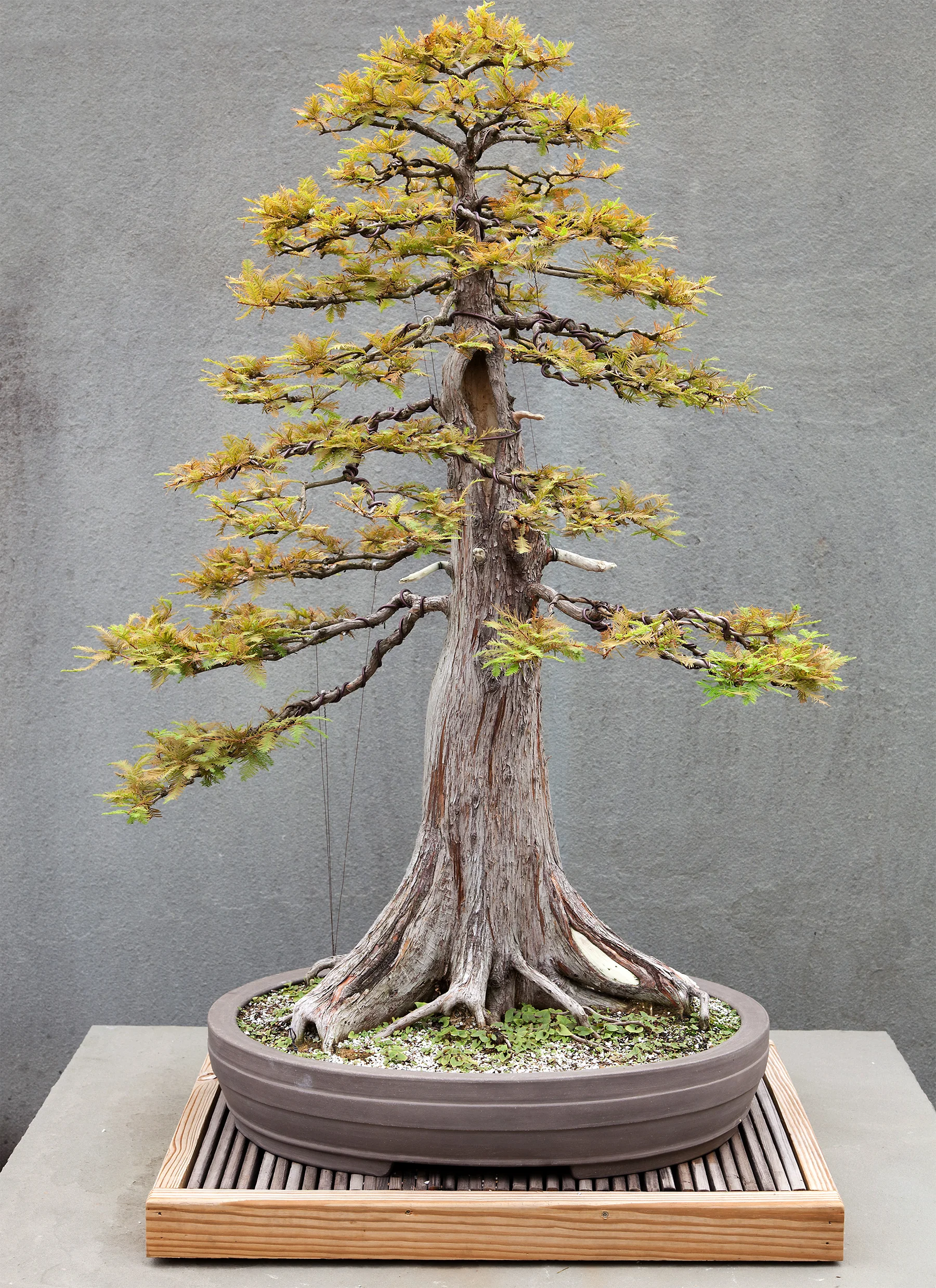 North American Collection National Bonsai Foundation