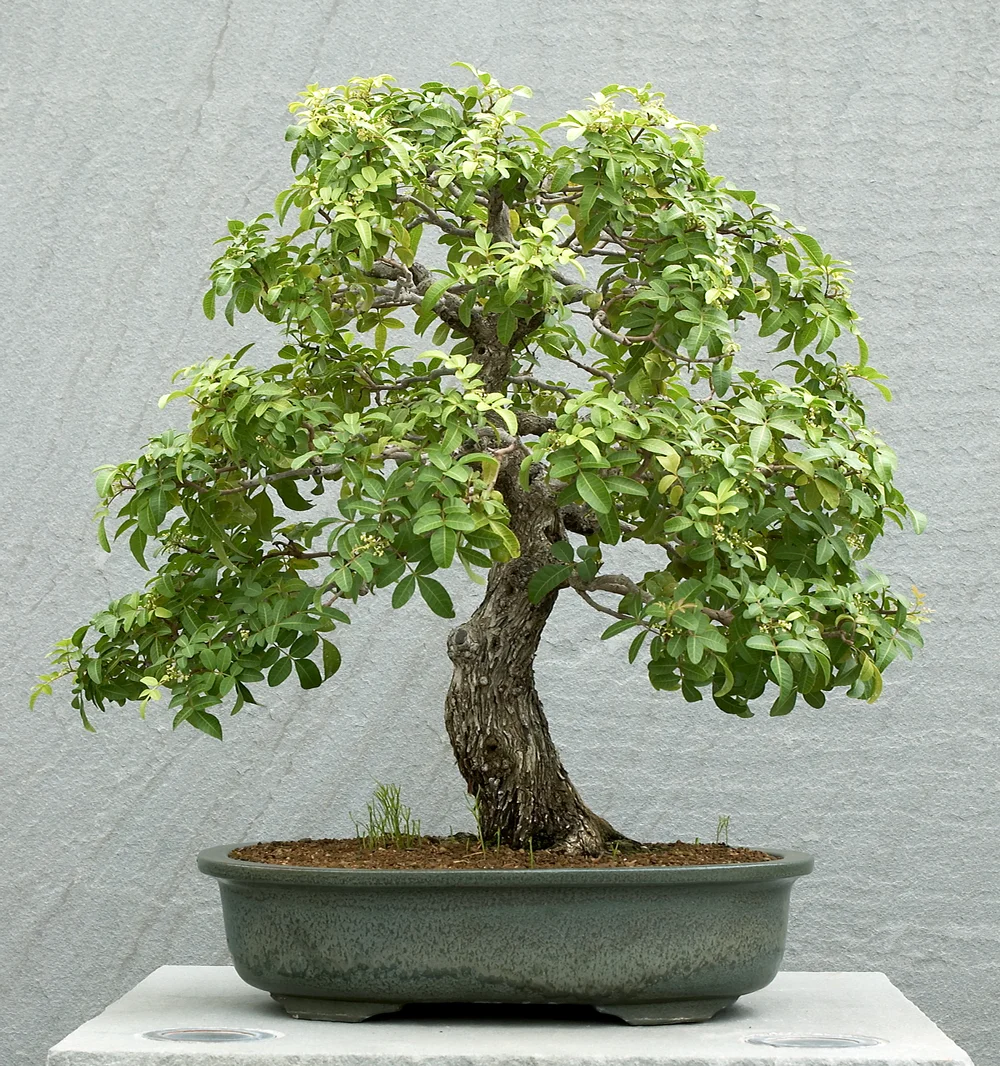 bonsai samen shop Exotische Bonsai Samen mit hoher Keimrate main image 0