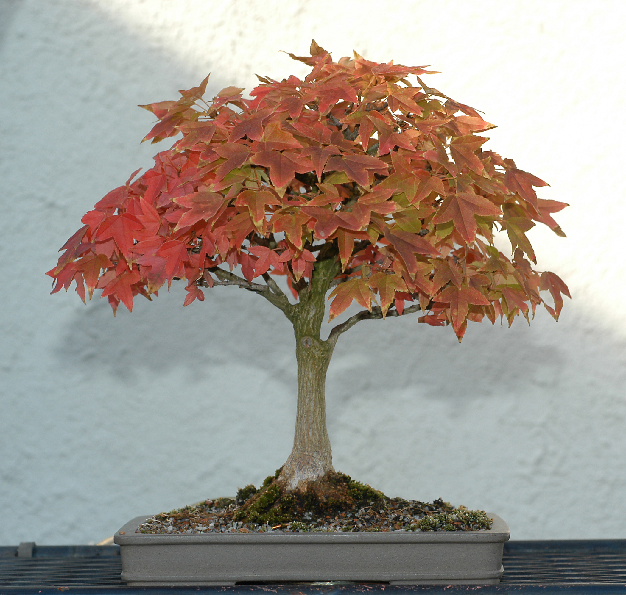 Trident Maple