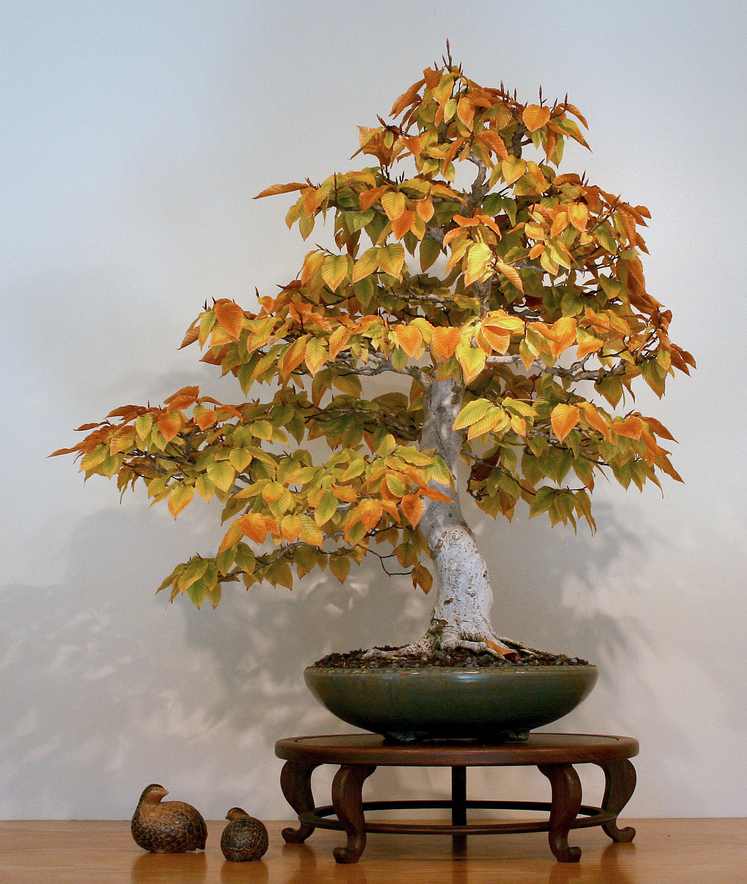 North American Collection National Bonsai Foundation