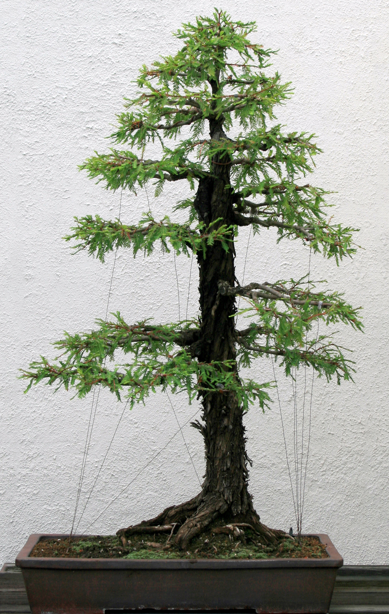Montezuma-cypress