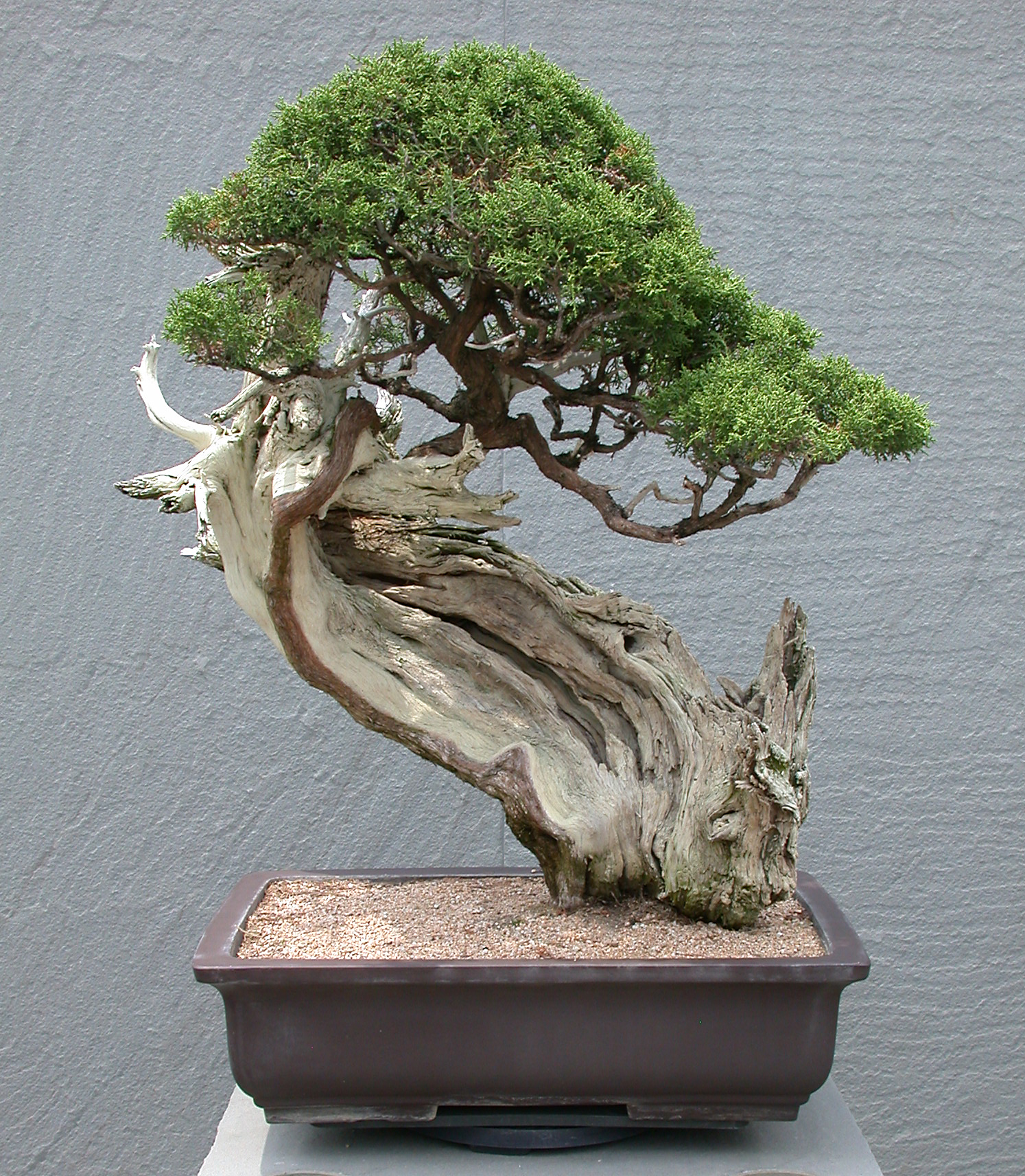 California Juniper