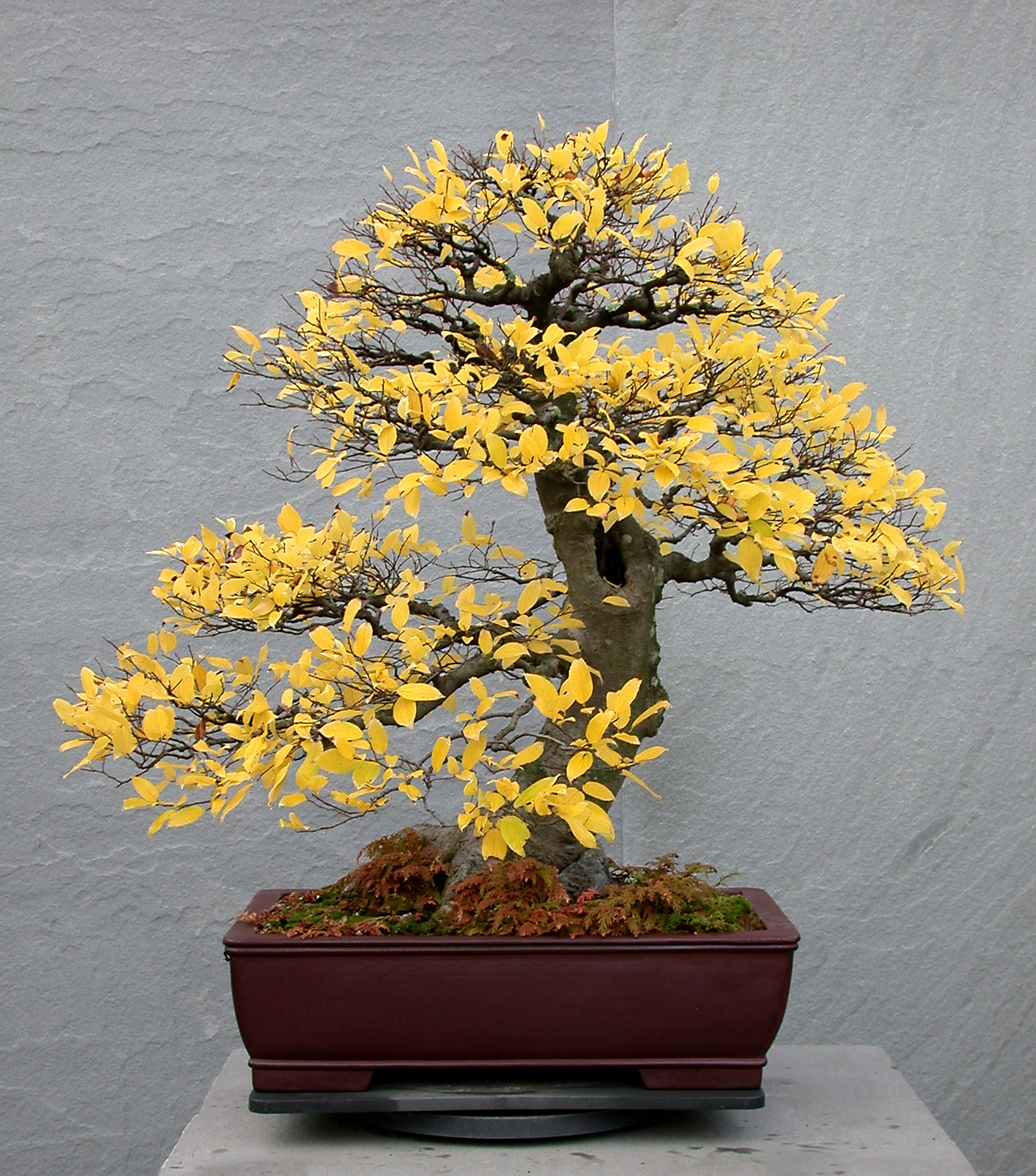 Chinese Hackberry