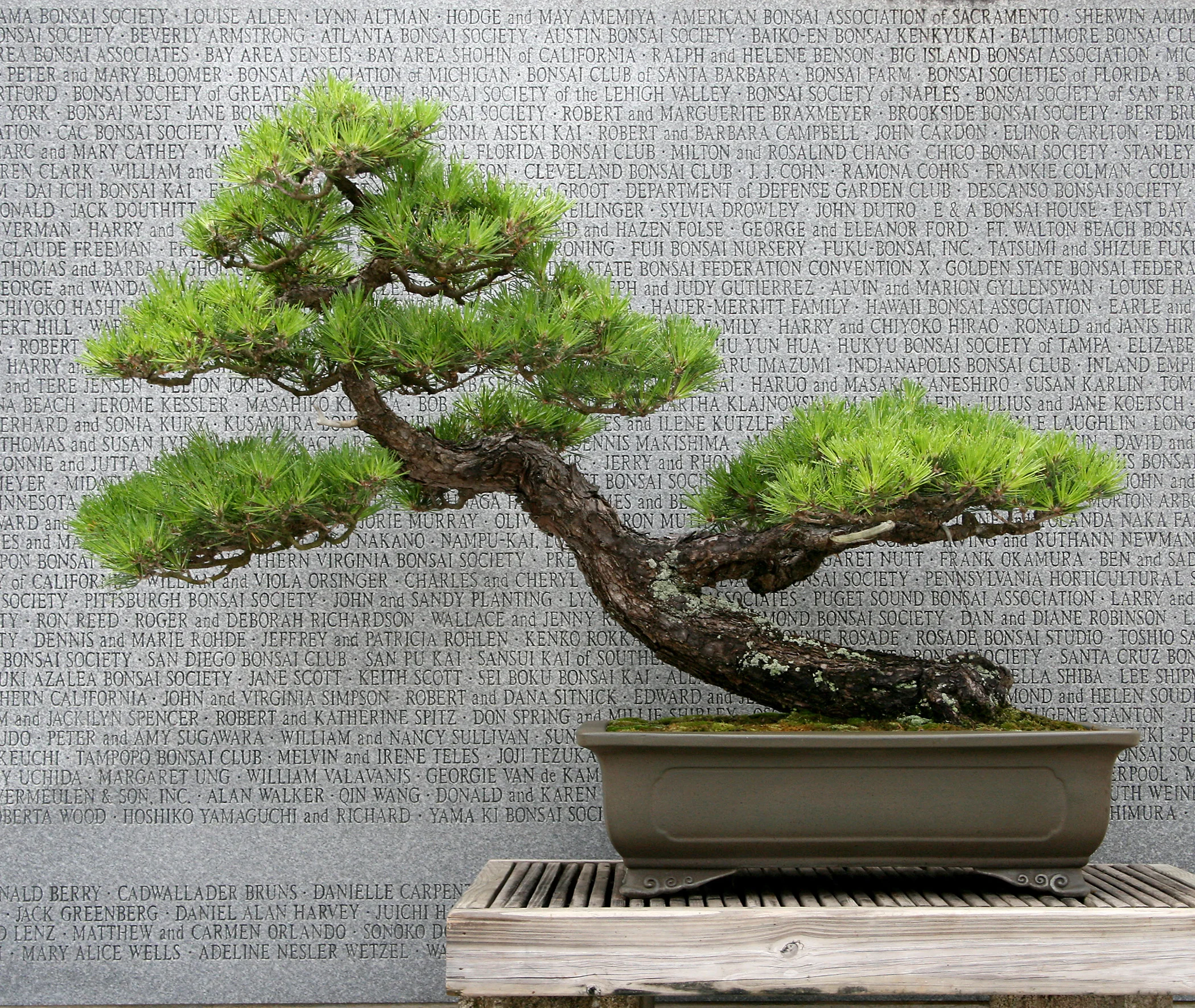 Japanese Black Pine