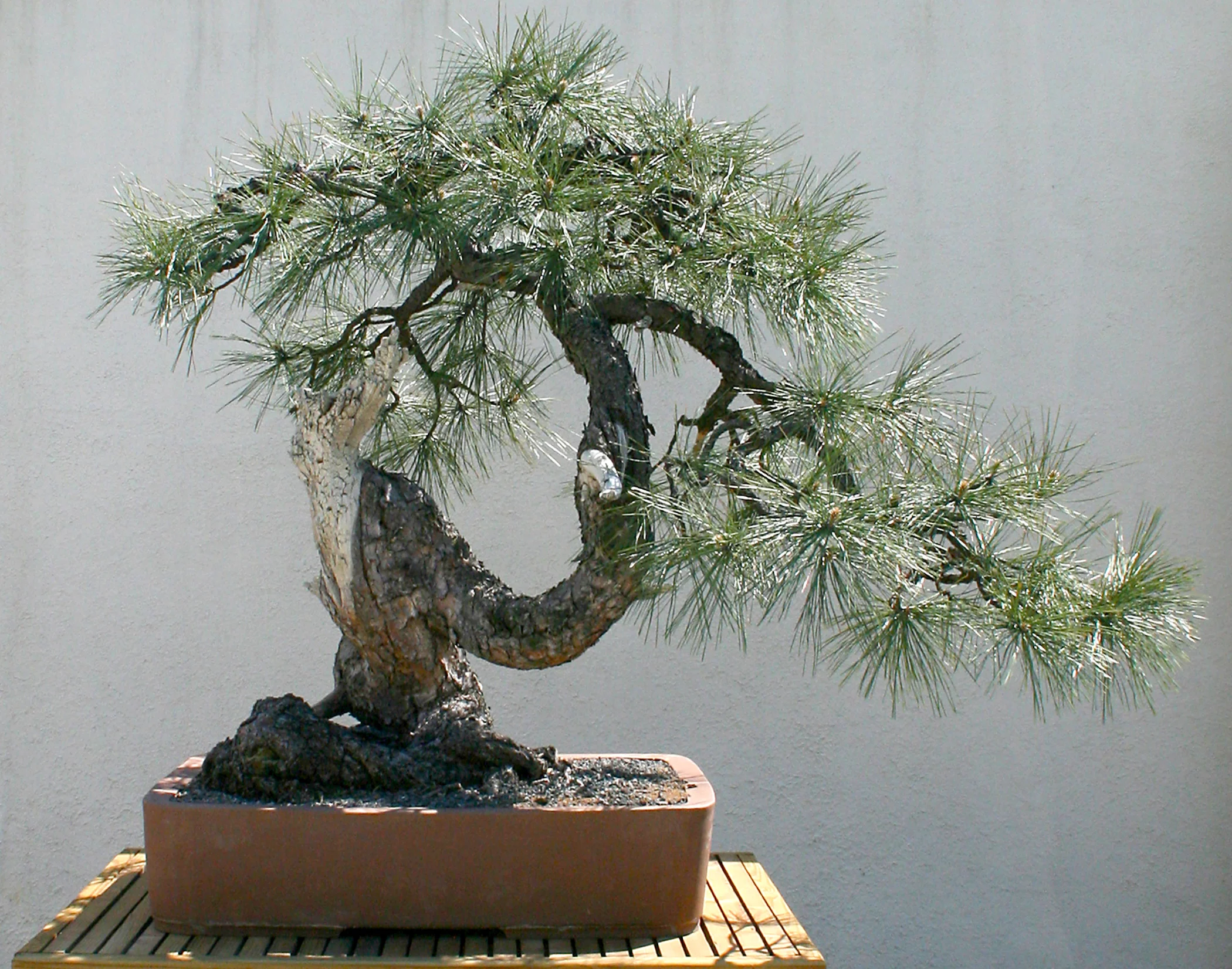North American Collection — National Bonsai Foundation