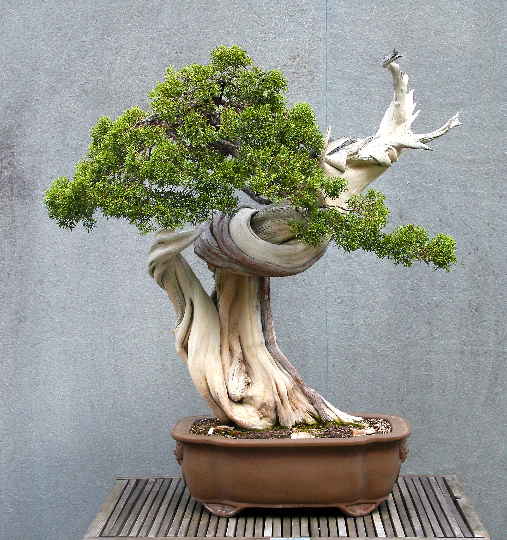 California Juniper