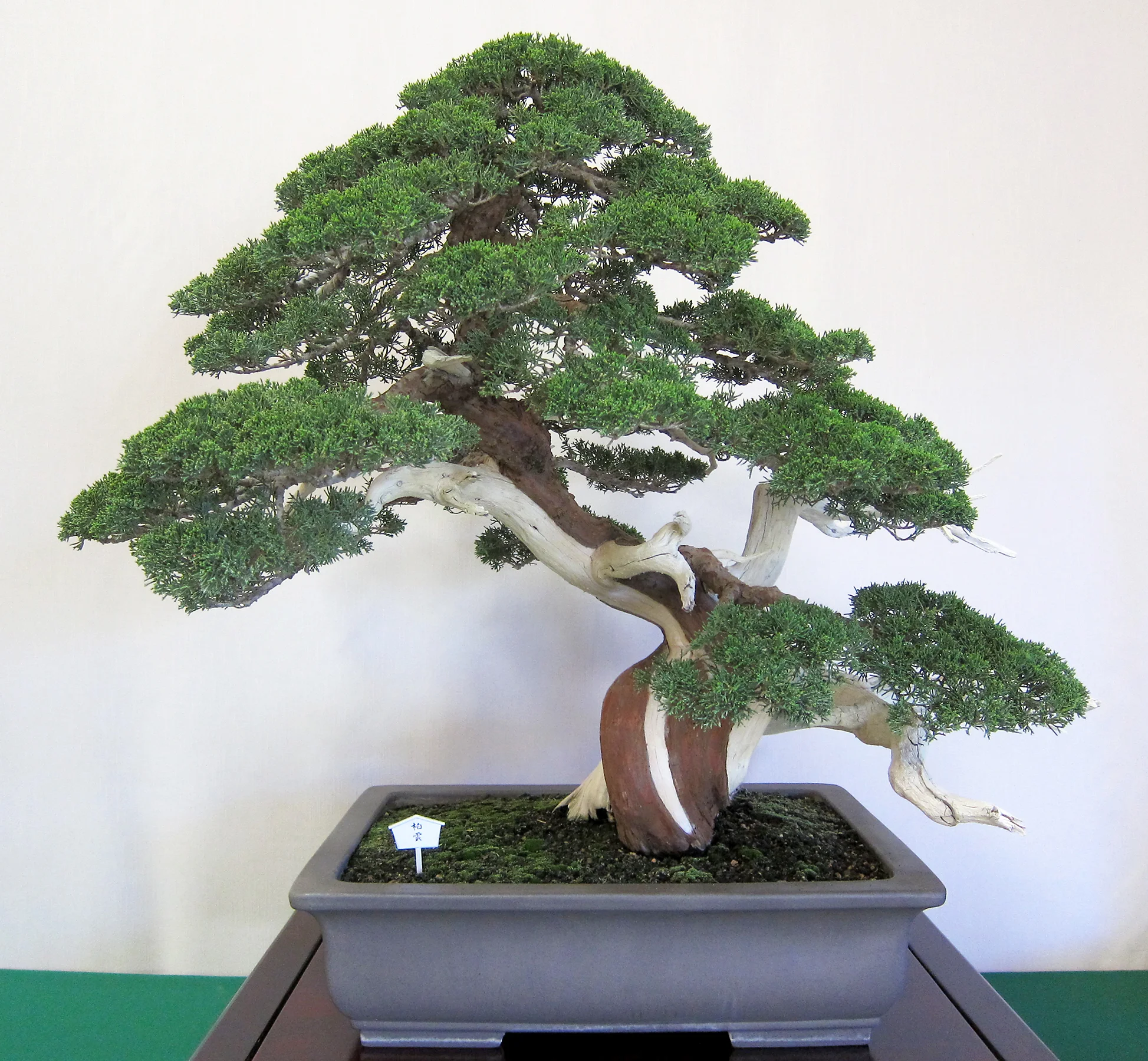 Chinese Juniper
