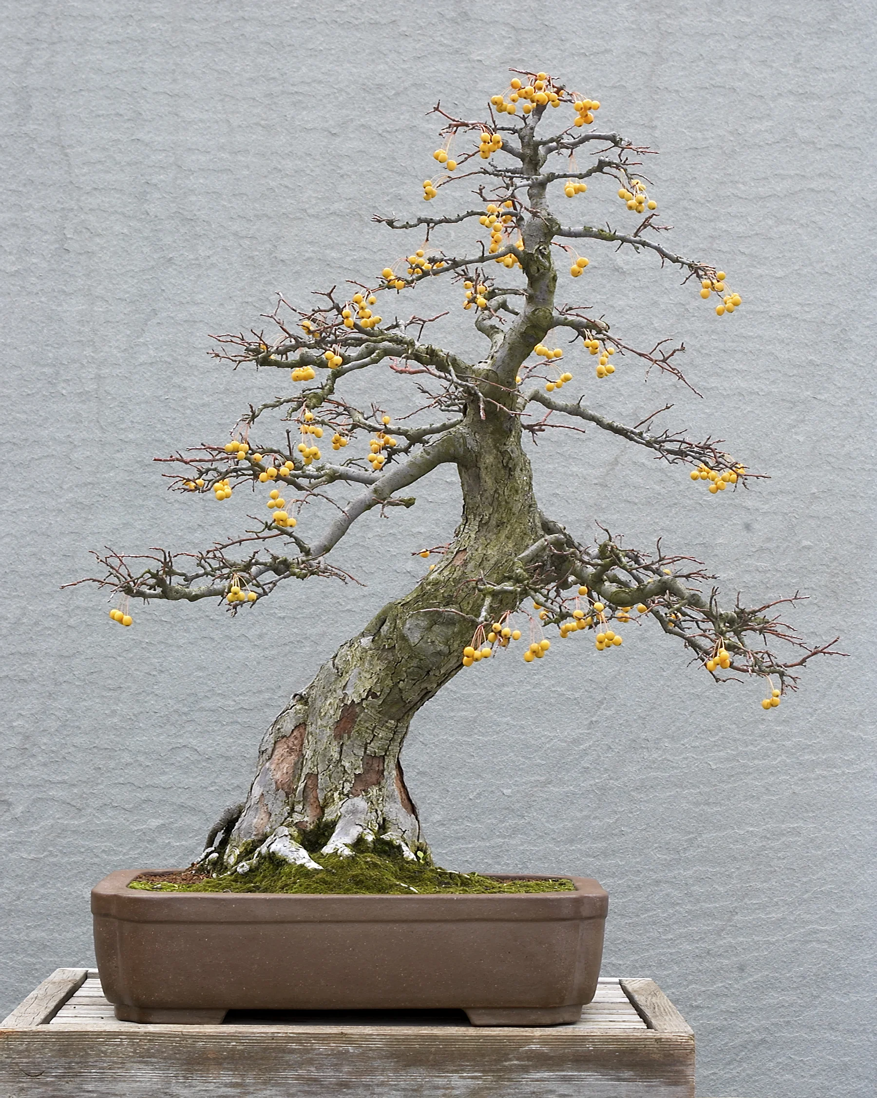 Crabapple
