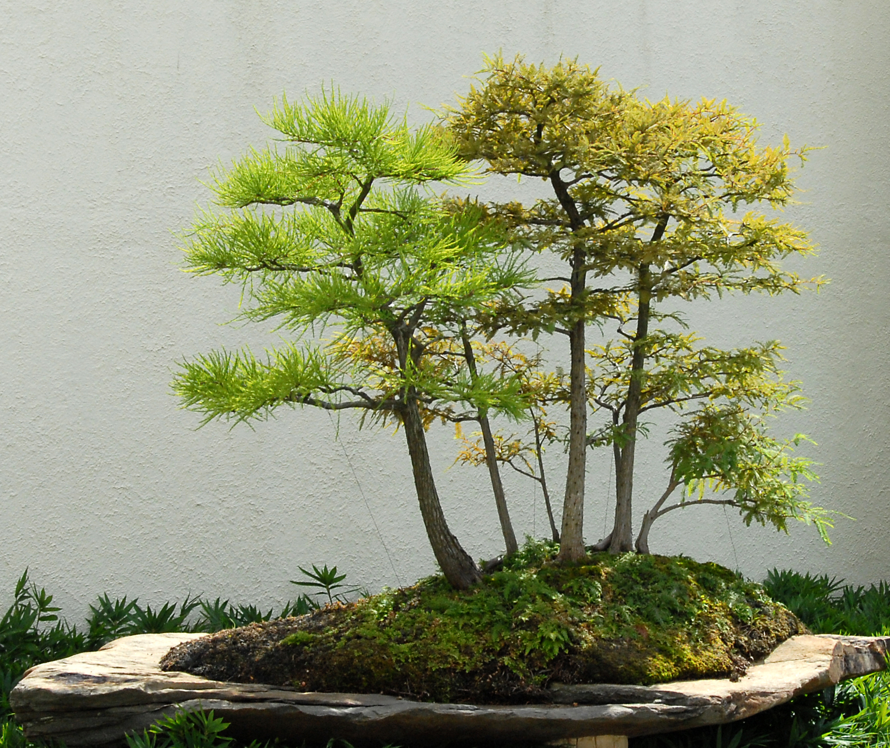 Bald-cypress and Pond-cypress