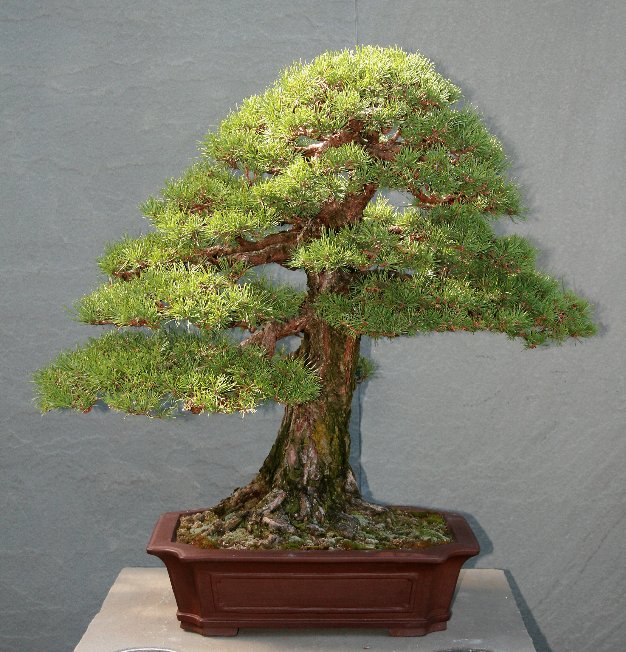 Scots Pine