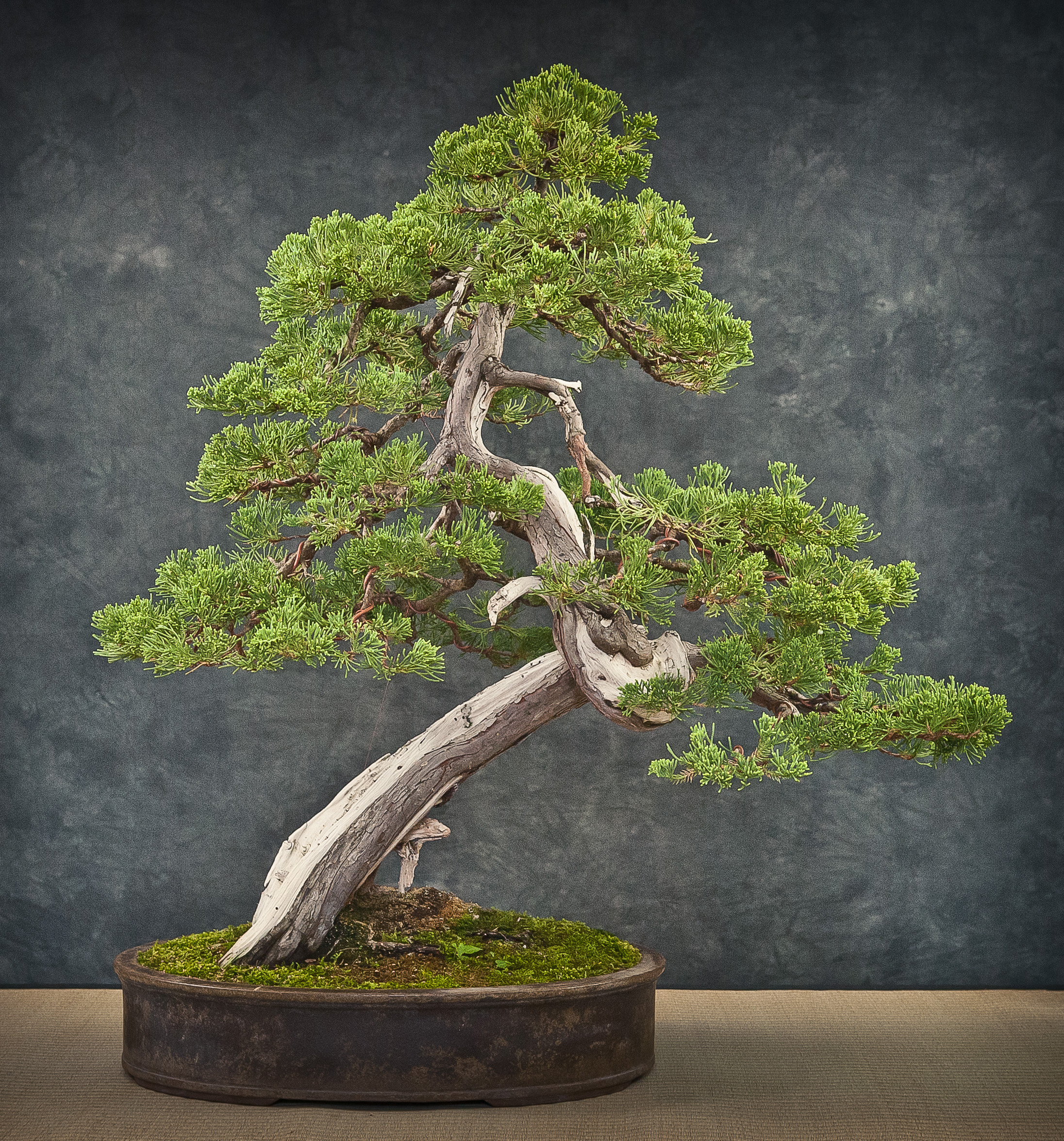 Prostrate Juniper