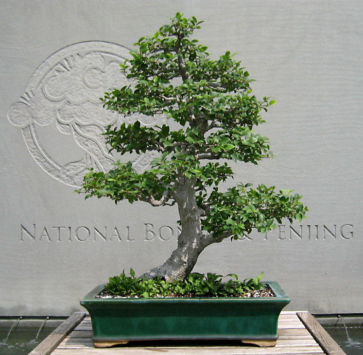 Chinese Hackberry