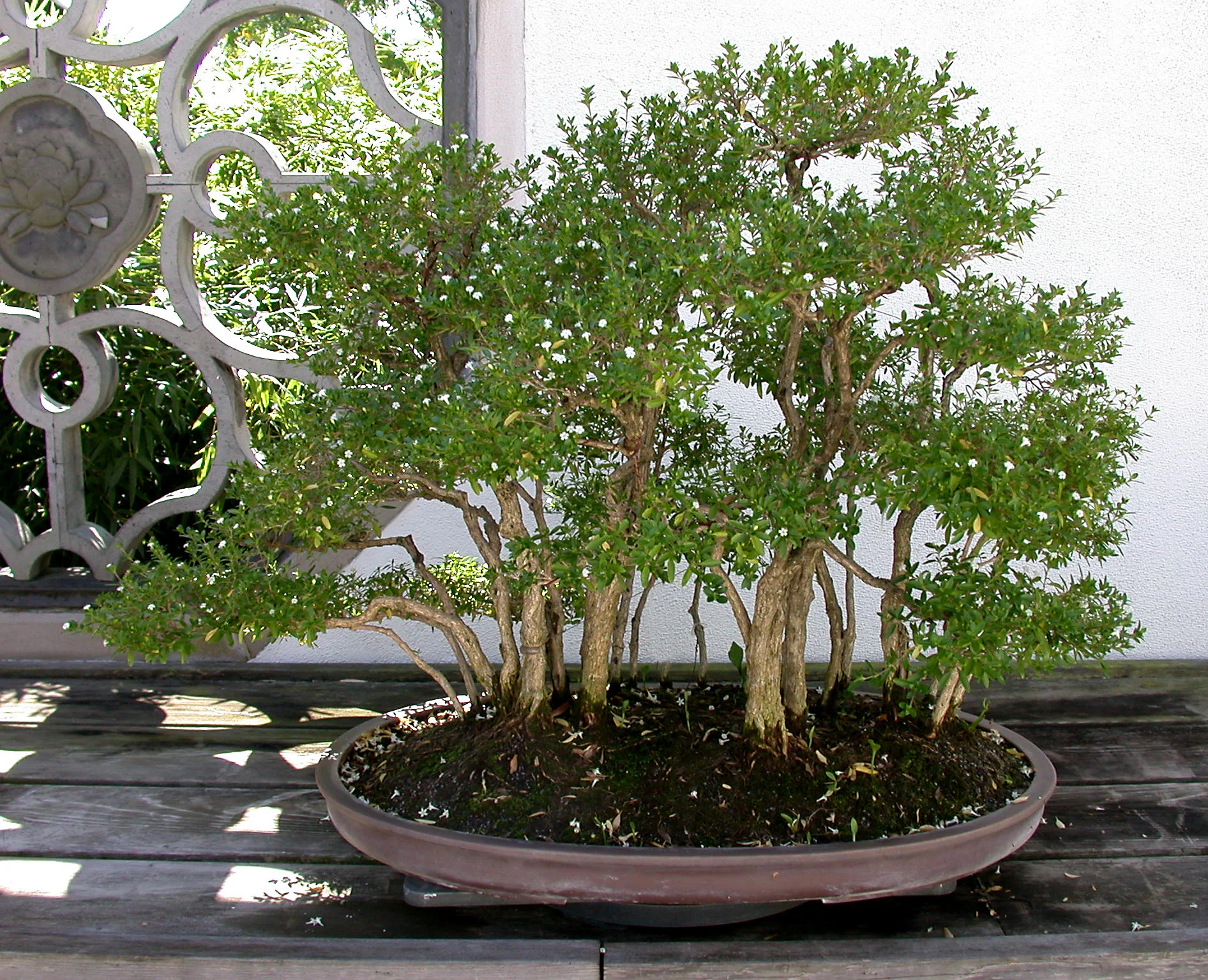 Japanese Boxthorn
