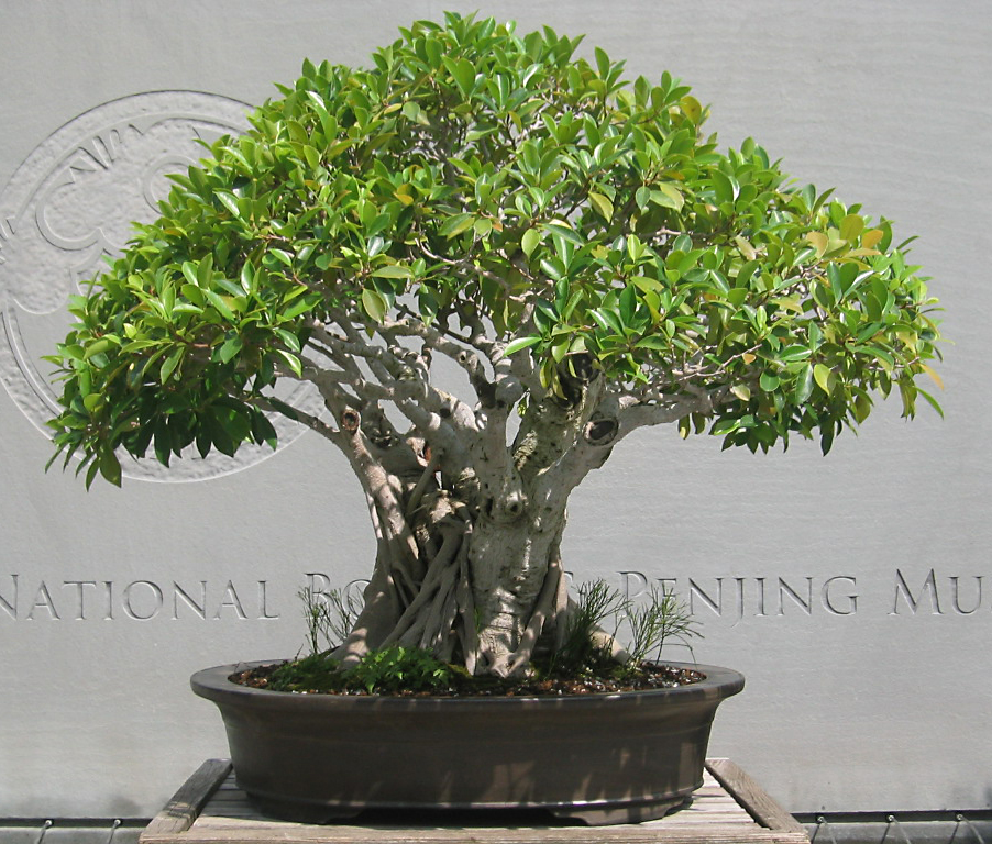 Chinese Banyan