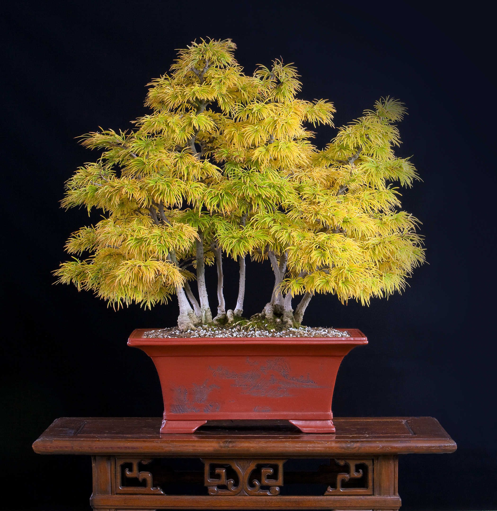Chinese Golden-larch