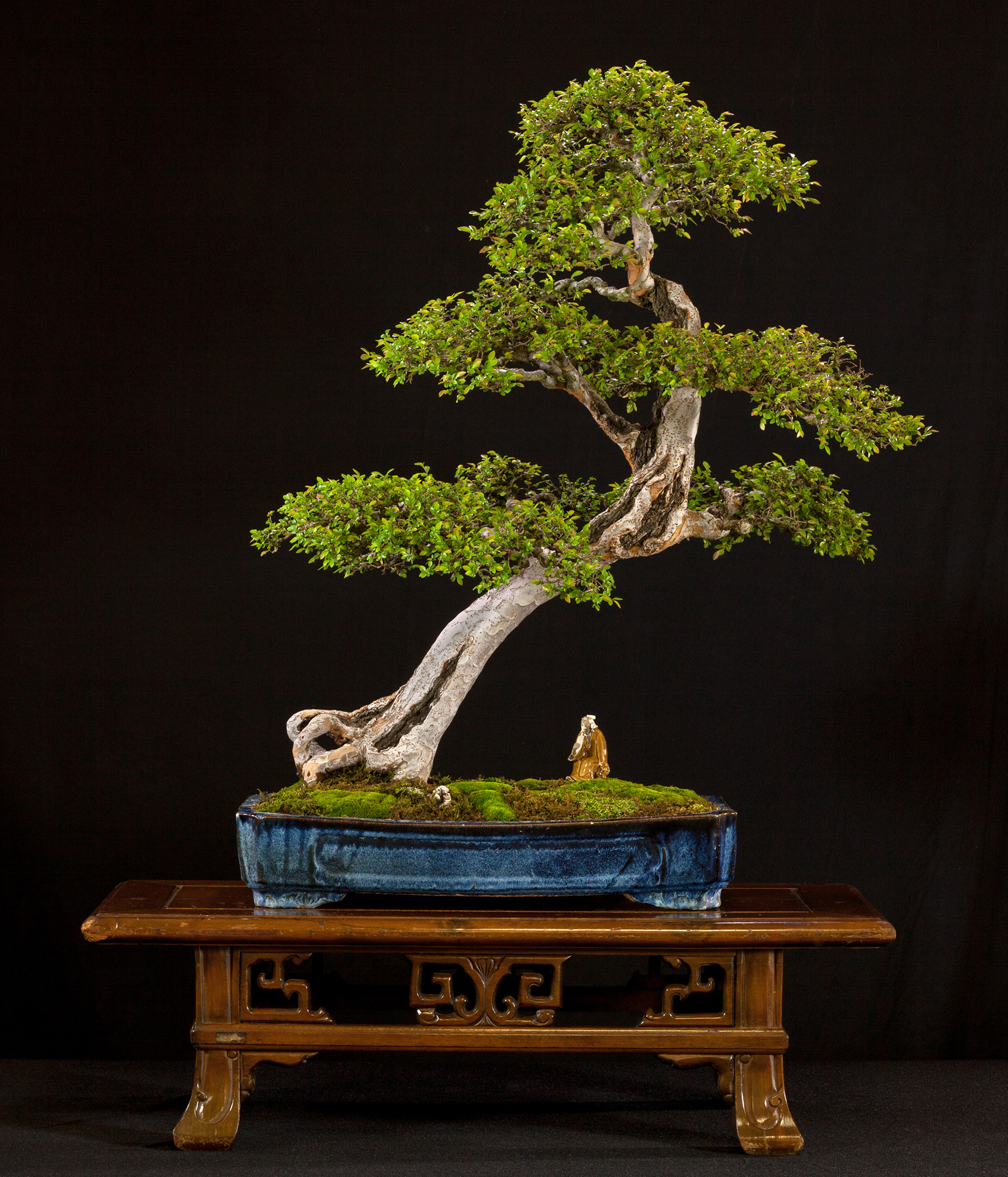 Chinese Elm