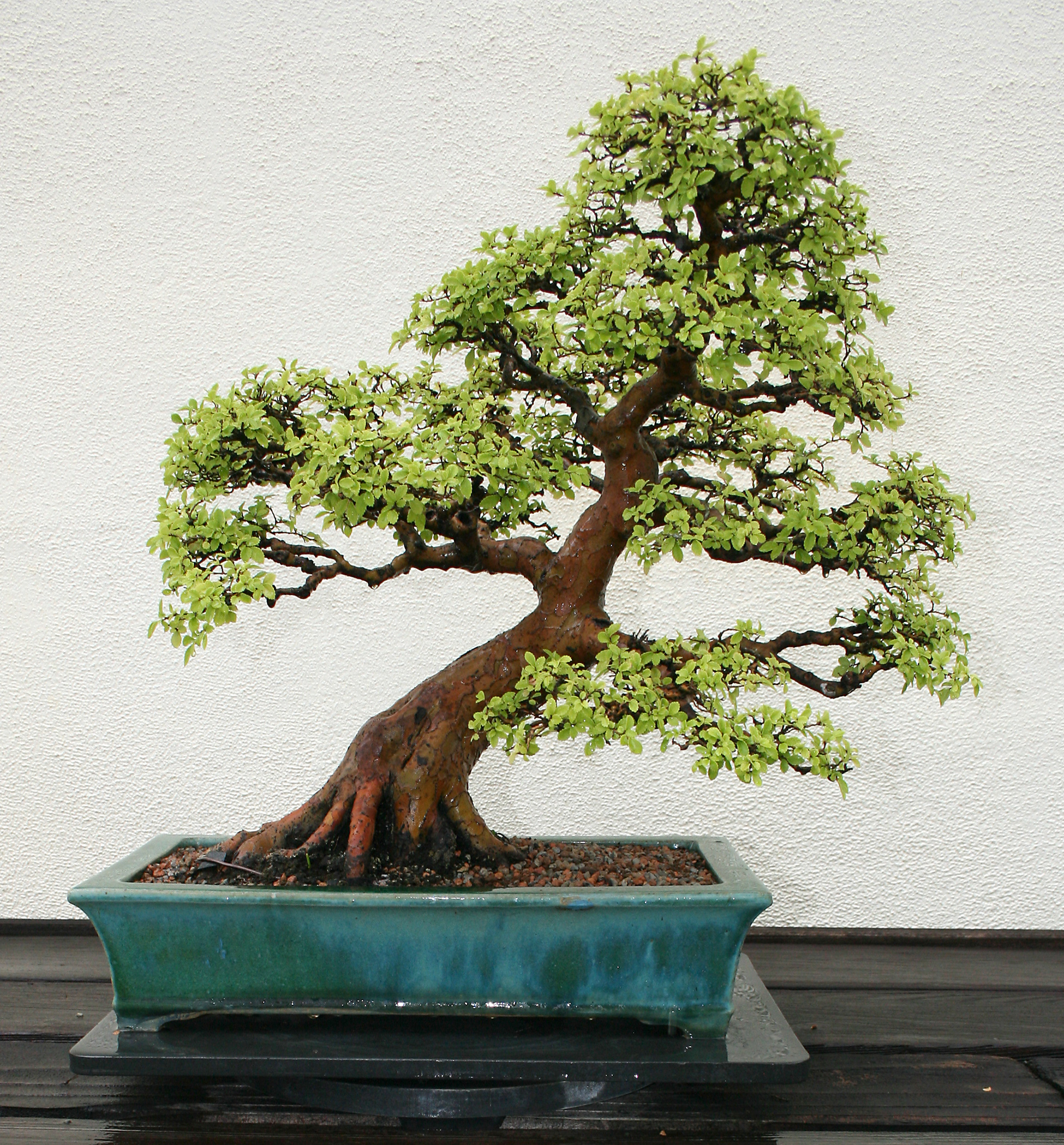 Chinese Collection — National Bonsai Foundation