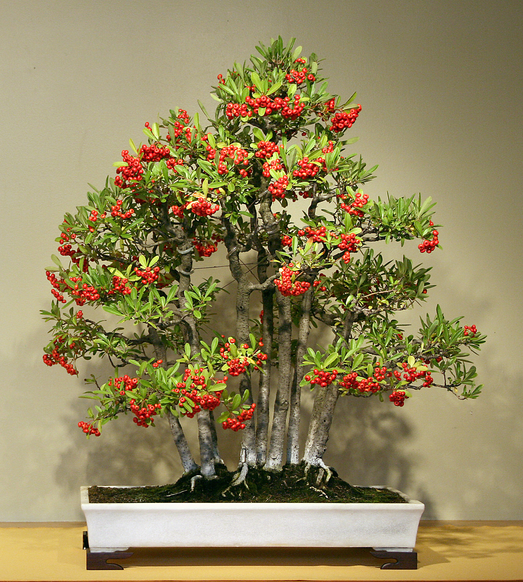 Nepal Firethorn