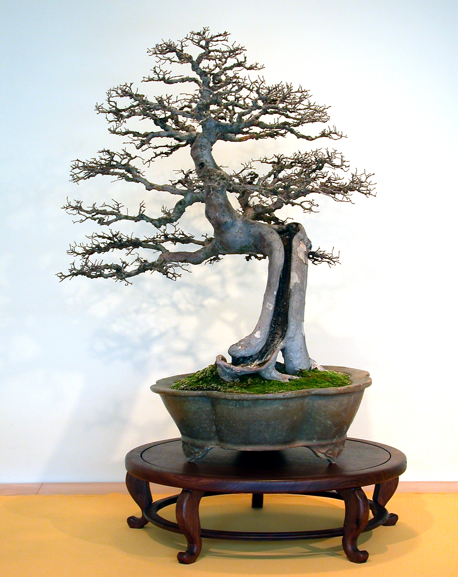 Chinese Elm