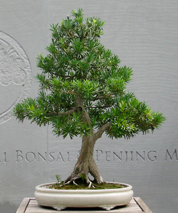 Buddhist-pine