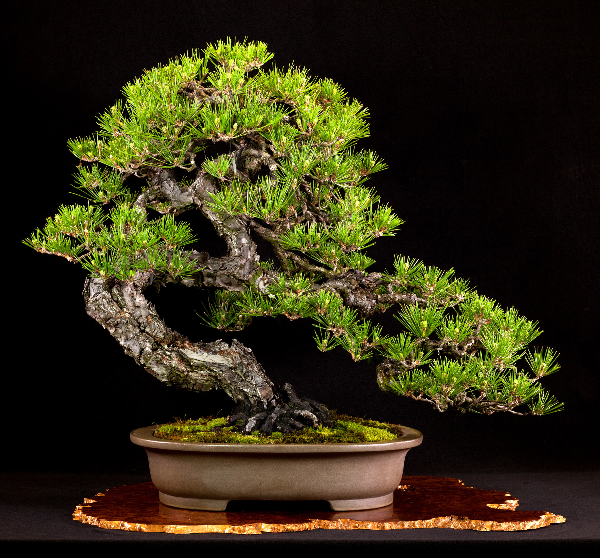 Japanese Black Pine