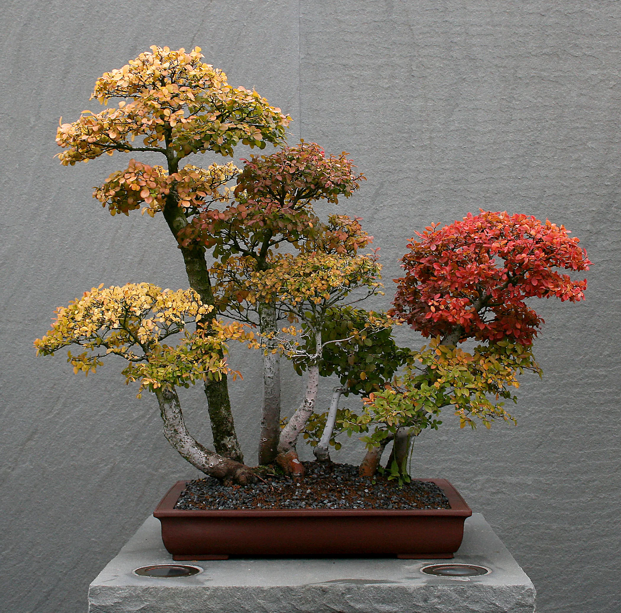 Chinese Elm