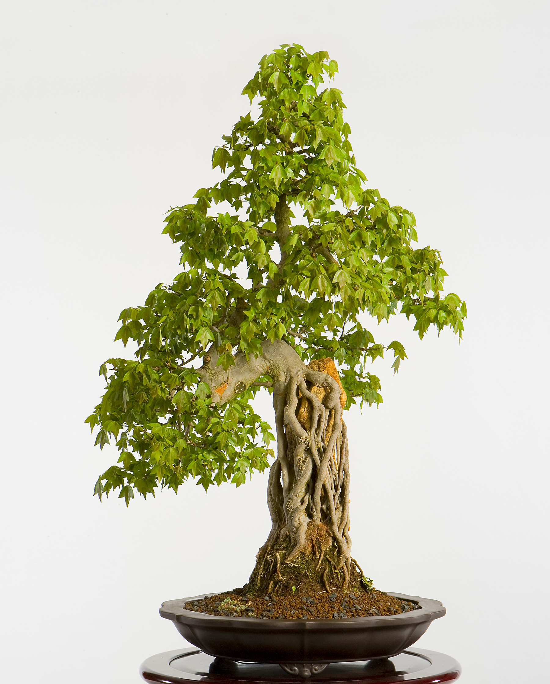 Trident Maple