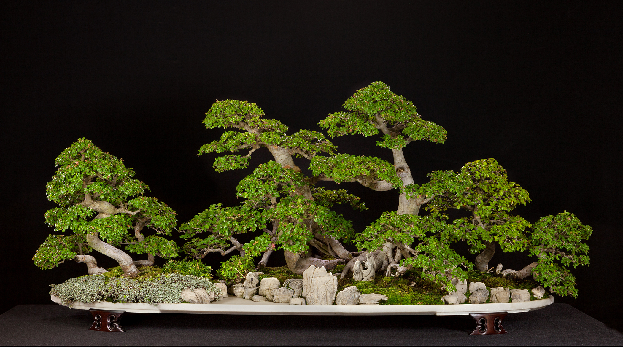 Chinese Elm