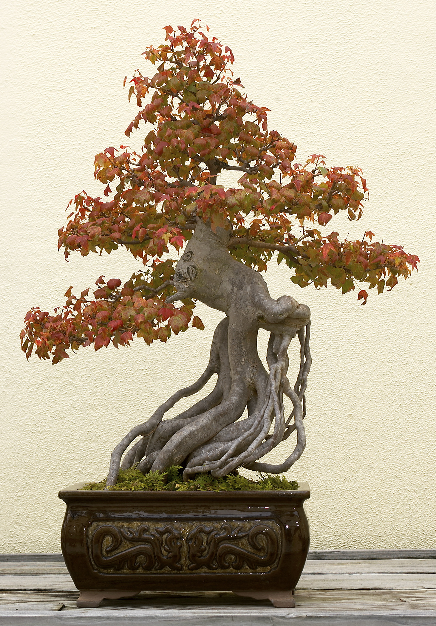 Trident Maple