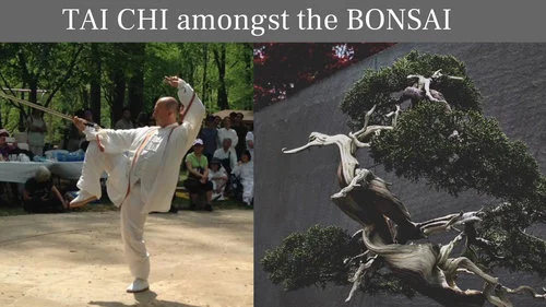 Tai Chi Amongst the Bonsai