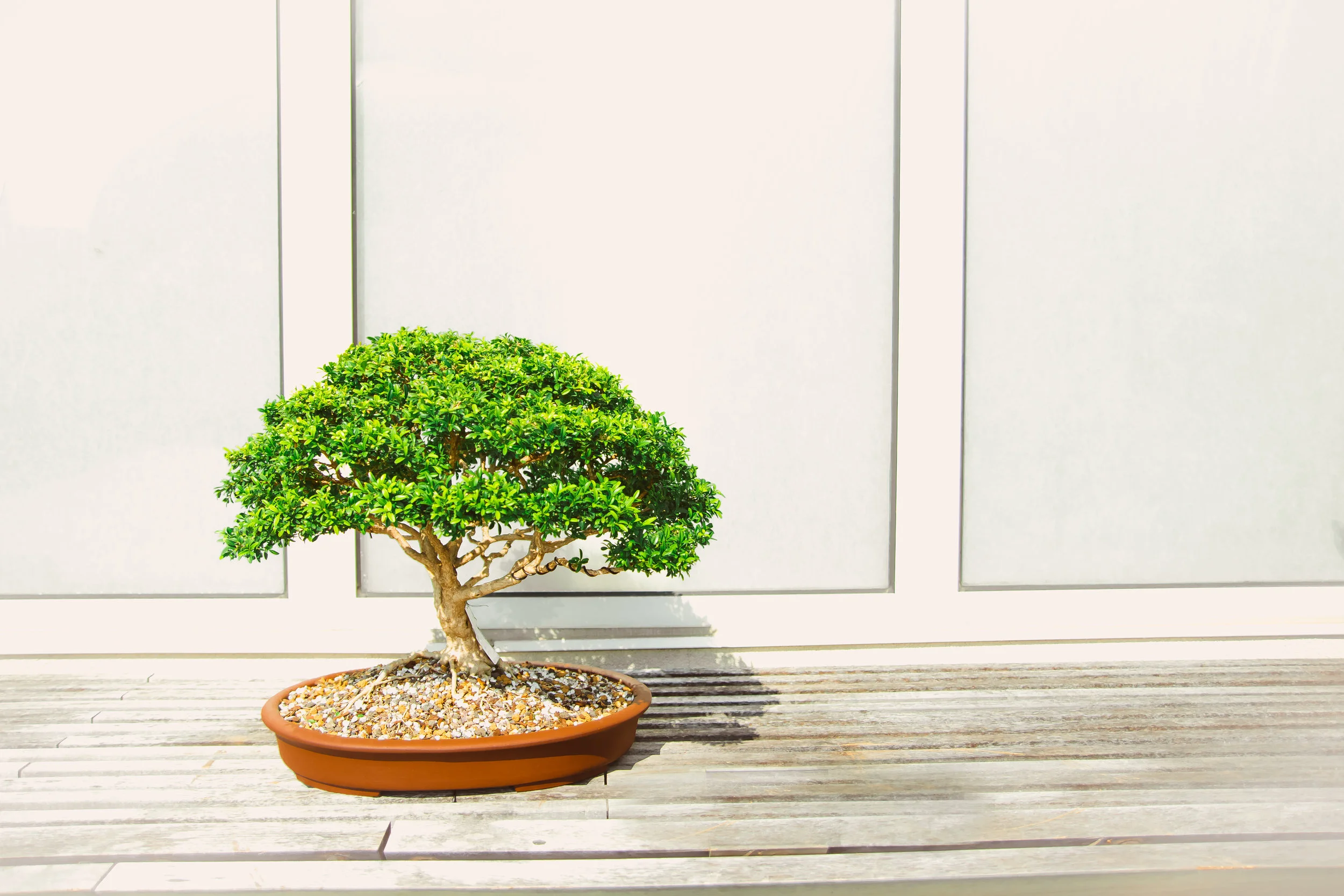 World Bonsai Day (w/ Michael Hagedorn)