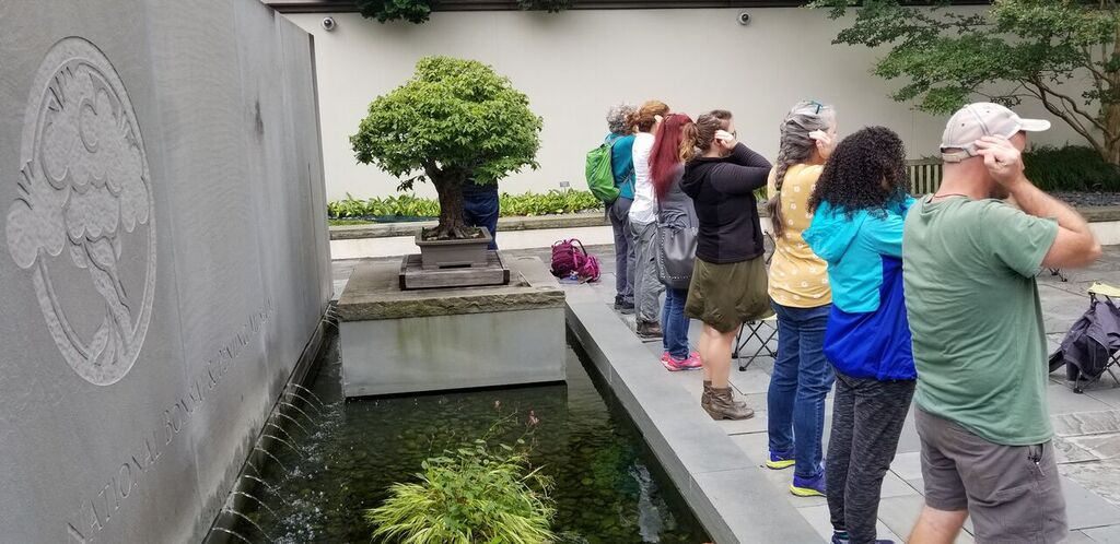 Forest Bathing Among Bonsai