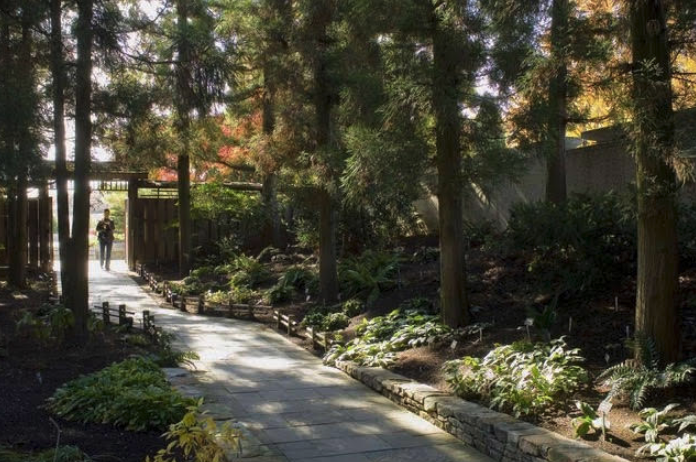 The Museum’s Cryptomeria Walk