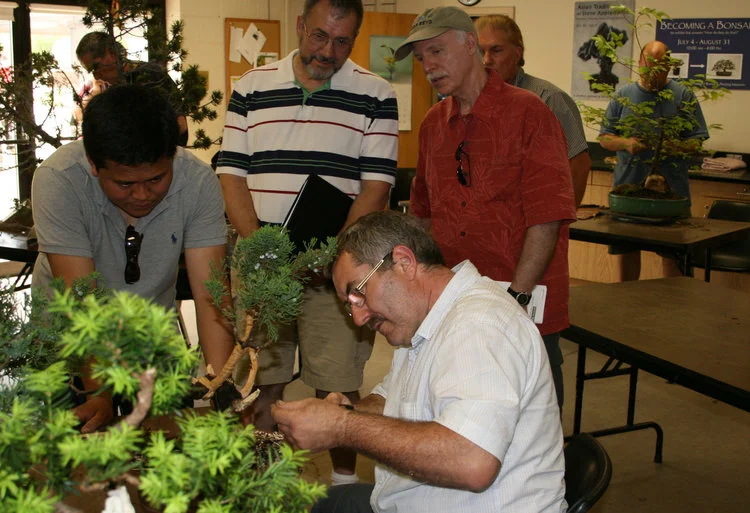 Bonsai Basics with Tropical Trees
