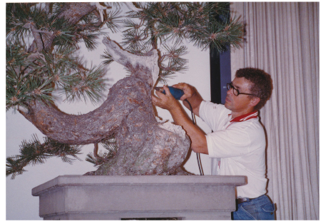 Dan Robinson carves the dead wood on the ponderosa pine.