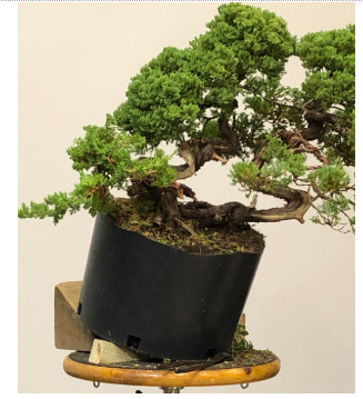 The juniper collected on the Arboretum’s grounds five years ago that Mori worked on during the demonstration.