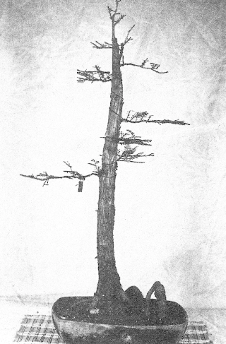 The cypress in 1976 in its first form, the formal upright.