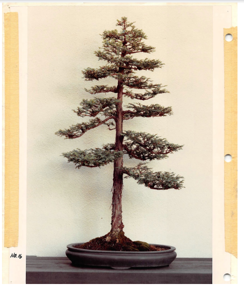 Historical Tree Spotlight: Coast Redwood  National Bonsai Foundation