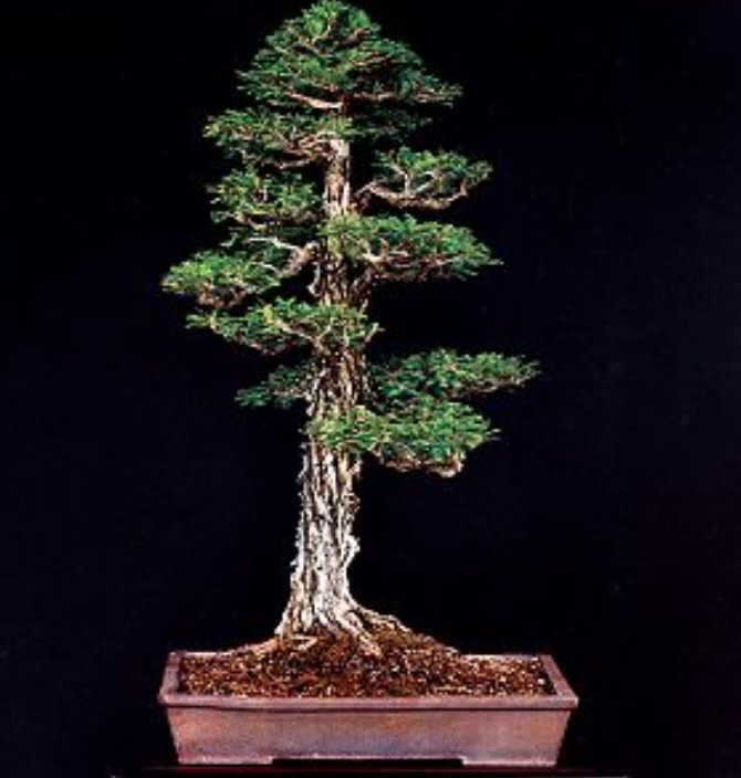 Species Spotlight Cypress Taxodium Distichum Ascendens Mucronatum National Bonsai Foundation
