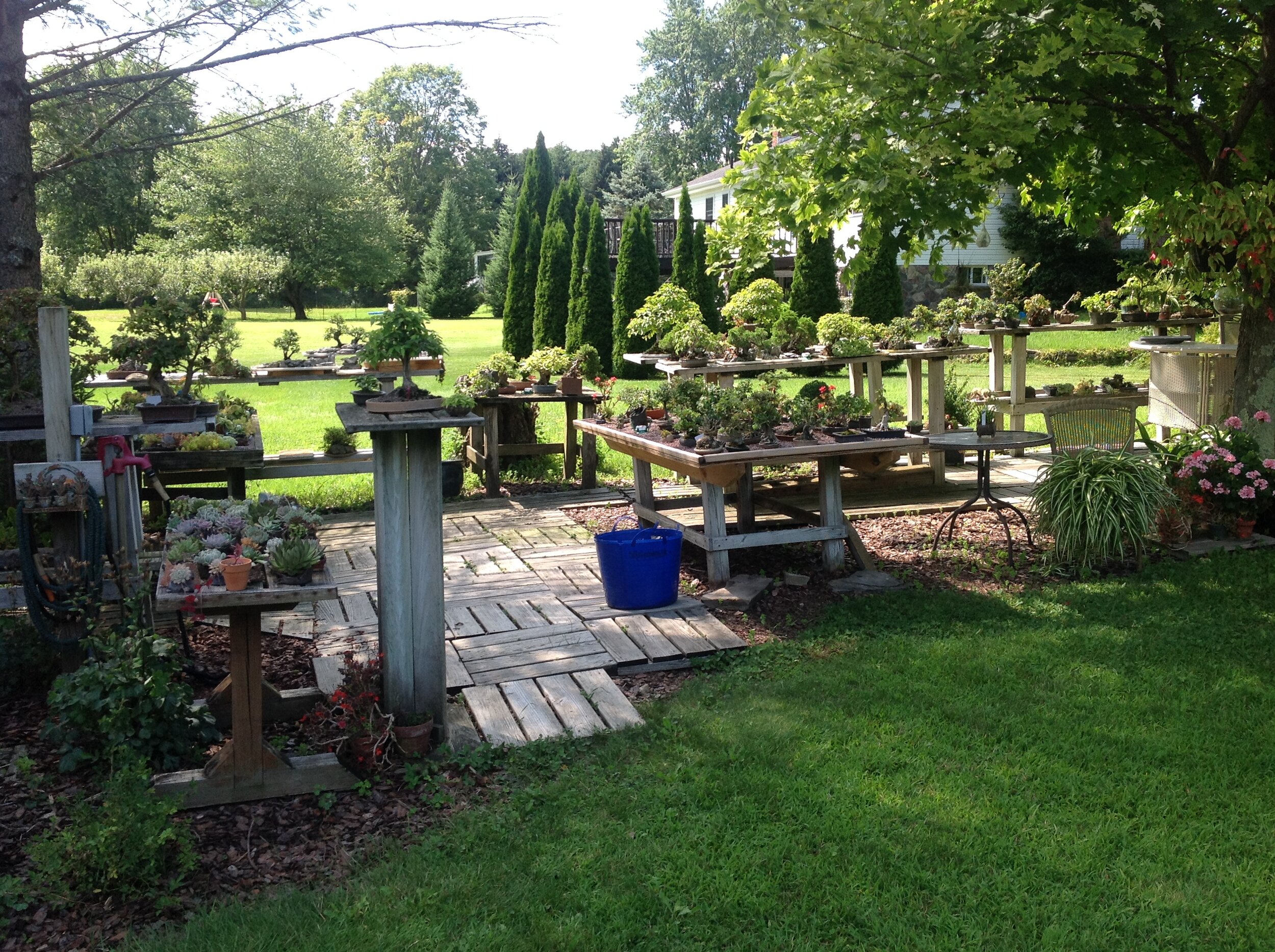 National Bonsai Foundation Bonsai Museum Washington DC