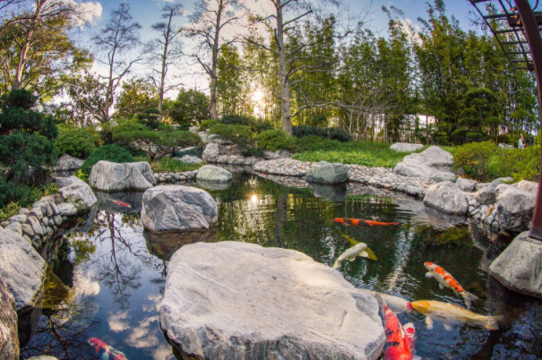 Bonsai Around the World: The Japanese Friendship Garden in San Diego,  California  National Bonsai Foundation
