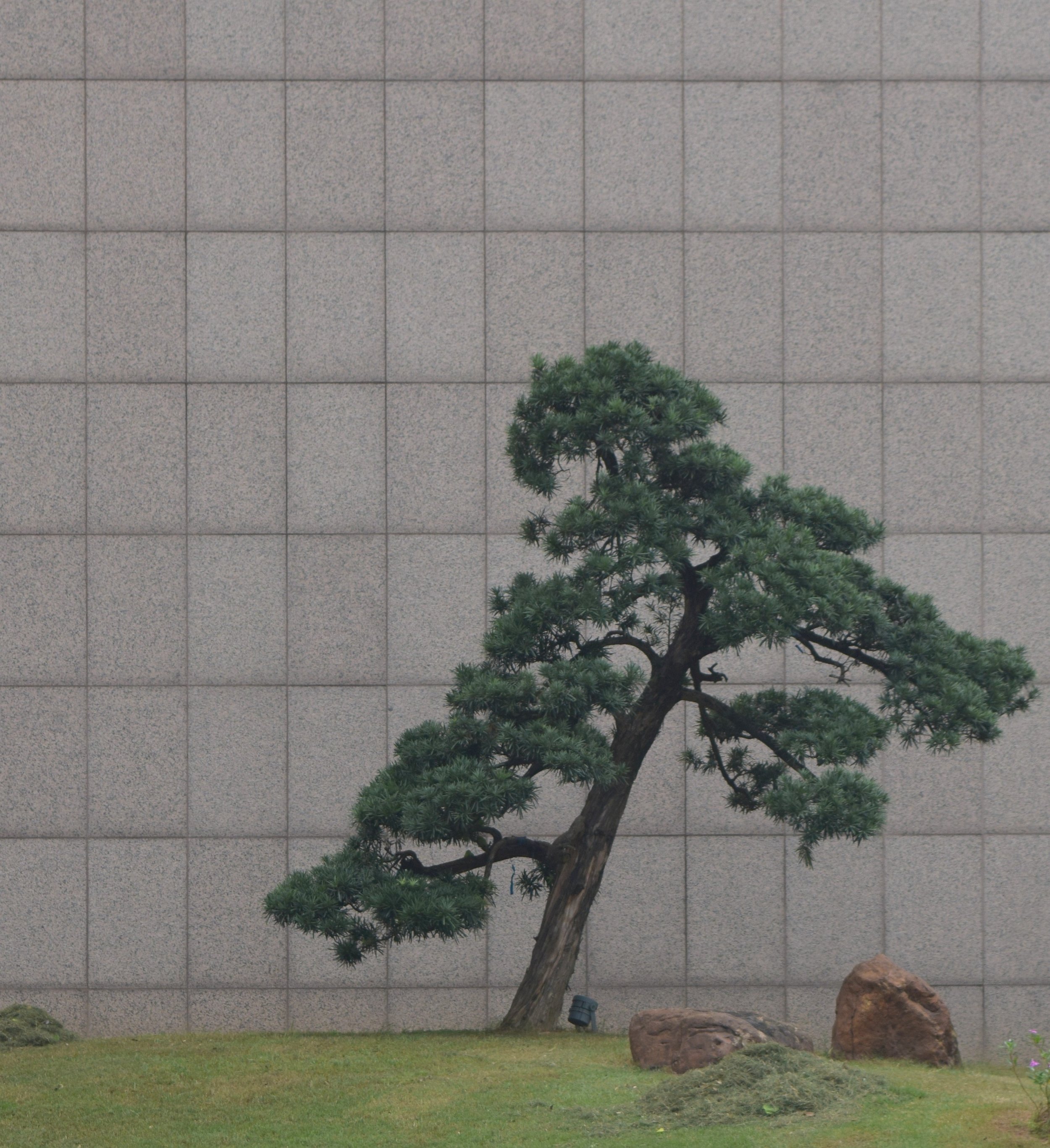 Bonsai Teaches Us Respect for All Life