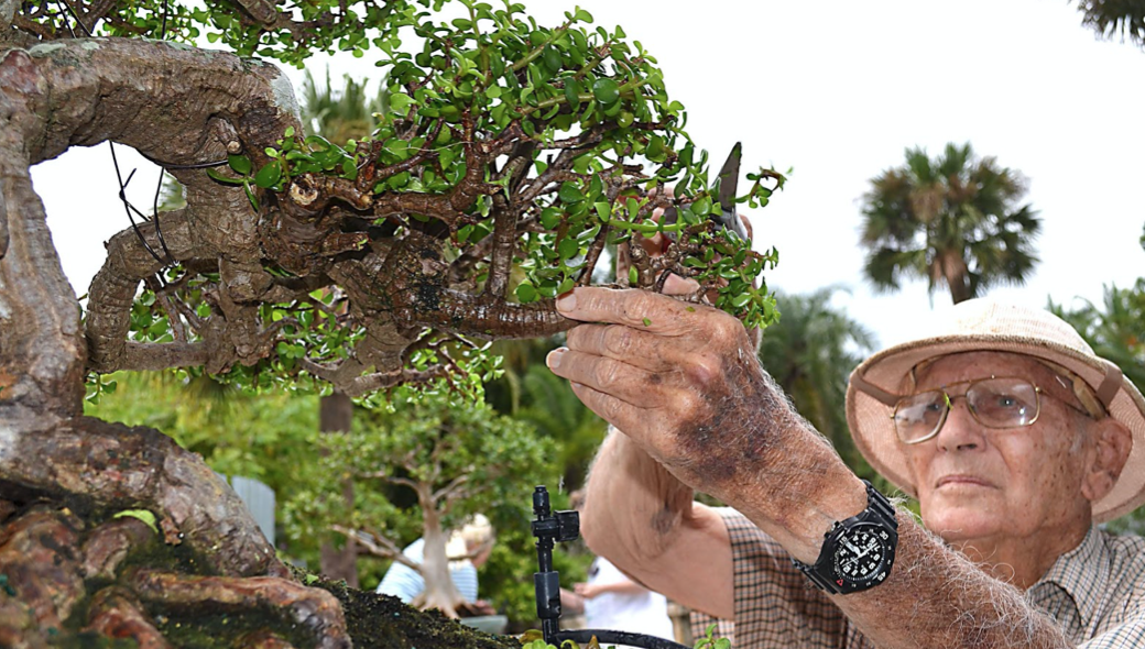 Bonsai Around the World: The James J. Smith Bonsai Gallery in Fort Pierce,  Florida  National Bonsai Foundation