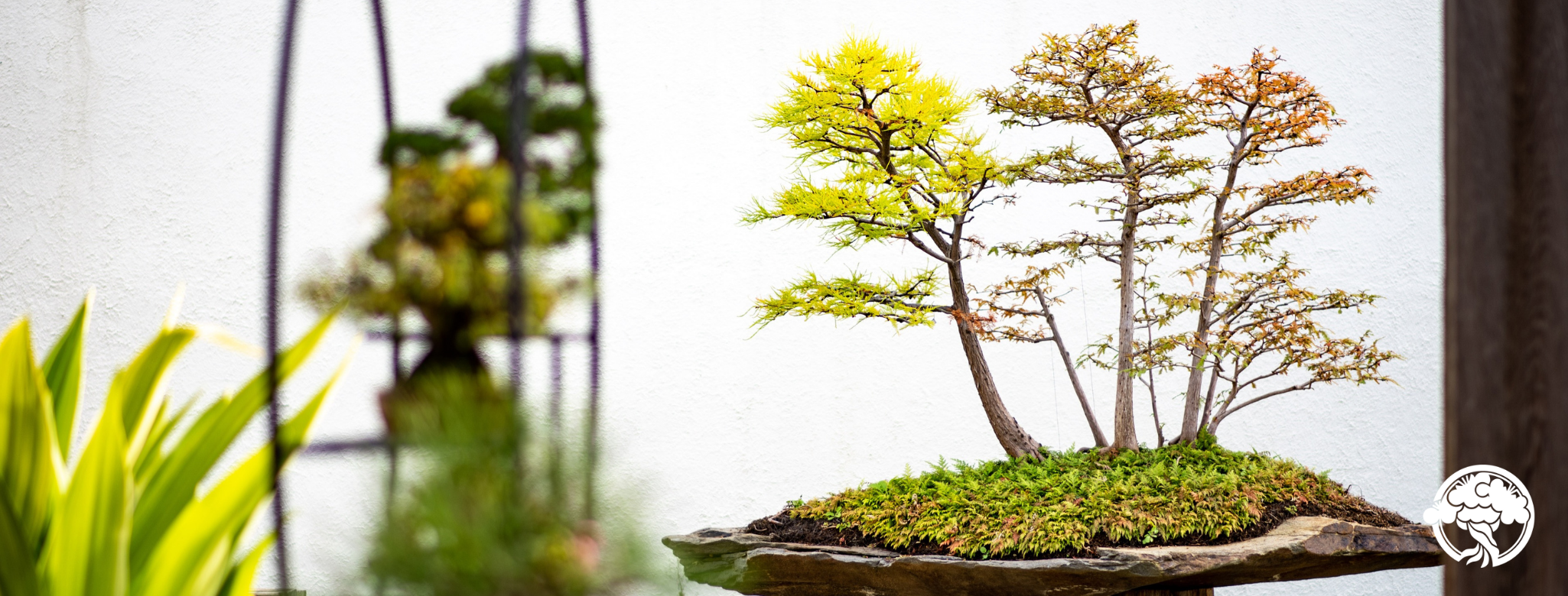 Click to download - Pond Bald Cypress (Photo credit: Stephen Voss)