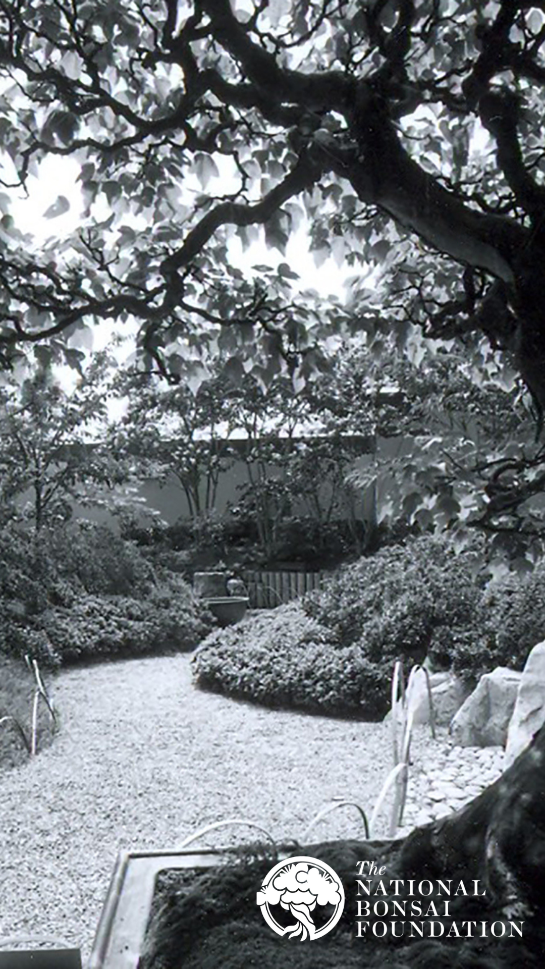 Click to download - Maple bonsai 1976 (Photo credit: Stephen Voss)