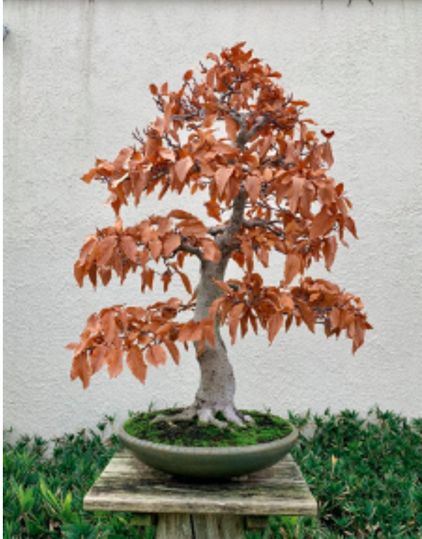 ASSISTANT CURATOR'S BLOG: Fall at the National Bonsai & Penjing Museum   National Bonsai Foundation