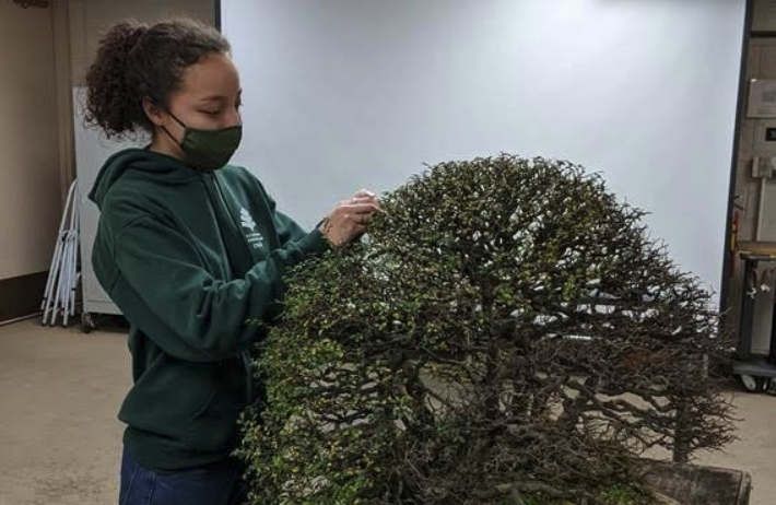 First Curator’s Apprentice Blog – Scratching the Surface of Bonsai  