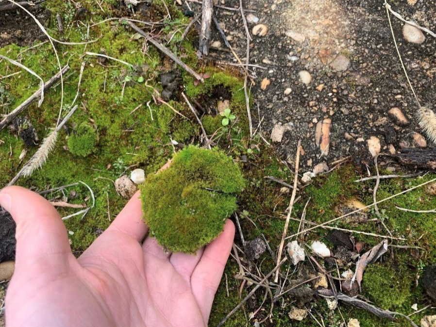 From Iceland — Ask An Expert: What Makes Icelandic Moss So Special?