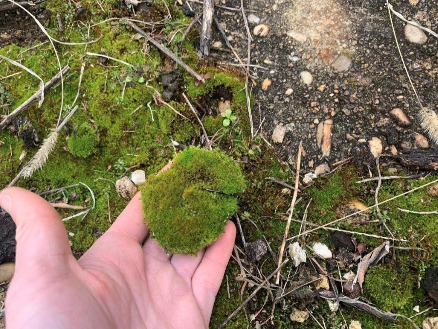 Assistant Curator's Blog: Collecting Moss and Creating Top